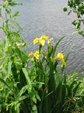 yellow flags
